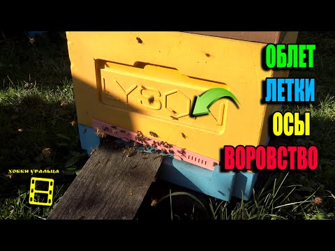Видео: ПОСЛЕДНИЙ ОБЛЕТ ПЧЕЛ! ЗАКРЫВАТЬ ЛИ  ЛЕТКИ? КАК НЕ ДОПУСТИТЬ ВОРОВСТВО НА ПАСЕКЕ? ПЧЕЛОВОДСТВО 25-36