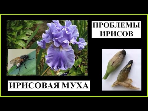 Видео: Ирисовая муха и другие проблемы ирисов