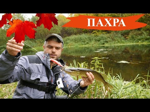 Видео: ПАХРА 2019. ЩУКА на спиннинг в Подмосковье осенью. Твичинг воблеров.