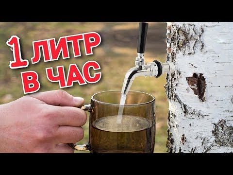 Видео: Как Собрать Березовый Сок? Самый лучший, простой и качественный способ! Лайфхак!