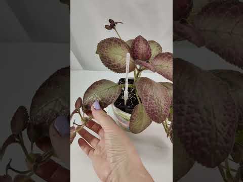 Видео: ЭПИСЦИИ☘️🌿🍀Обзор сортов селекции ЕСК. #комнатныерастения #эписции #растенияпочтой #эписция