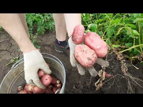 Видео: копаем картошку на пробу. результат удивляет....