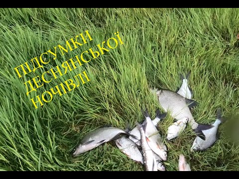 Видео: Вранішній кльов не дозволяє закинути другий фідер!