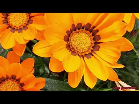 Видео: Газания - восхитительный цветок! Сохраняем газанию до следующего года!