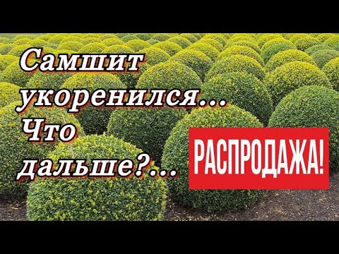 Видео: Самшит укоренился. Корневая система сформирована... Что дальше?