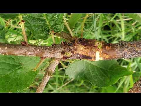 Видео: Окулировка черешни. Прививка в расщеп.