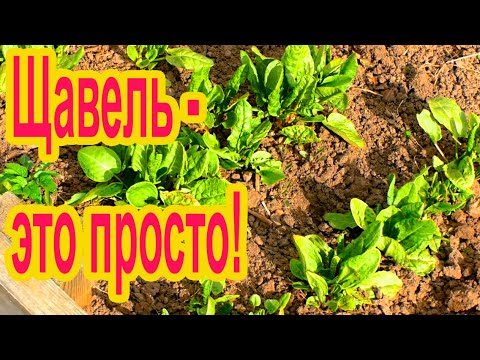 Видео: Как посадить щавель