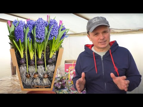 Видео: Посадка луковичных цветов! Тюльпаны, нарциссы, гиацинты, крокусы!