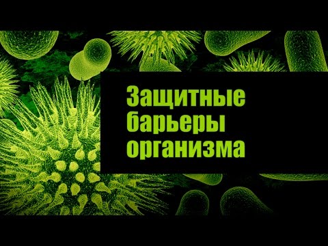 Видео: Защитные барьеры организма