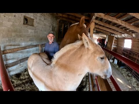 Видео: Не лучший день для ловли лошадей!! 😅 #849