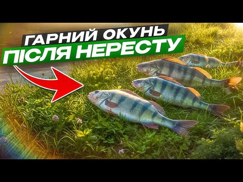 Видео: Окуні і Щуки Почали Клювати Після Нересту!