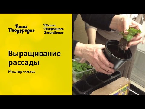 Видео: Выращивание рассады, мастер-класс