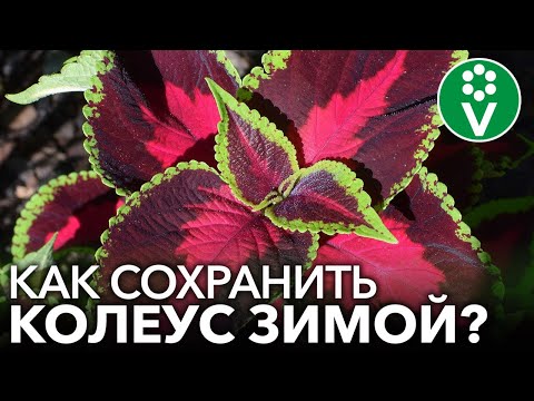 Видео: КОЛЕУСЫ - ЯРКИЕ ЦВЕТЫ ДЛЯ ХОРОШЕГО НАСТРОЕНИЯ. Выращивание и уход, черенкование, сохранение зимой