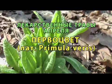 Видео: Лекарственные растения Апреля "Первоцвет"