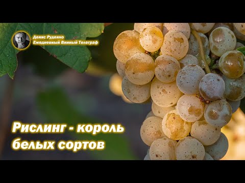 Видео: Рислинг - король белых сортов