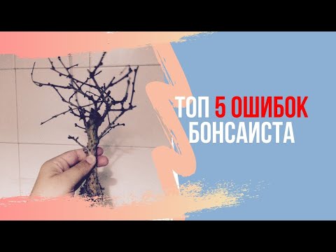 Видео: ТОП 5 ошибок начинающего бонсаиста. Новичок в бонсай.