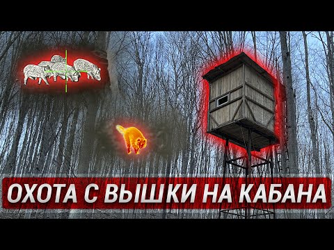 Видео: Охота с вышки на кабана! Тепловизионные прицелы и монокуляры iRay в действии!