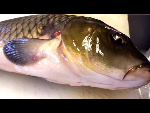 Видео: Речной рыбный ресторан с более чем 400-летней историей.