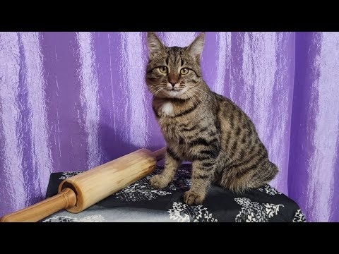 Видео: Скалка, которая ломается.