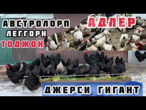 Видео: АДЛЕР, ДЖЕРСИ ГИГАНТ 5 порода тооктор🐓 ЖӨЖӨ 🐥 ЖУМУРТКА  🥚 АВСТРОЛОРП, ЛЕГГОРН, ТОДЖОН