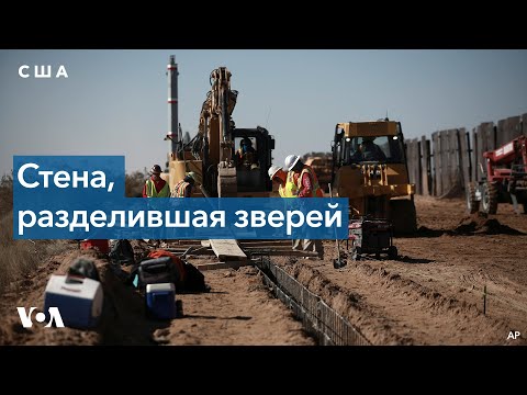 Видео: Экологи бьют тревогу из-за ущерба фауне строительством стены на границе с Мексикой