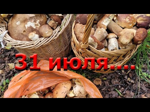 Видео: ‼️‼️ГРИБНИКАМ НЕ ХВАТИЛО КОРЗИН‼️‼️ БЕЛЫЕ, ЛИСЫ, МАСЛЯТКИ.ЧУМОВОЙ СБОР‼️