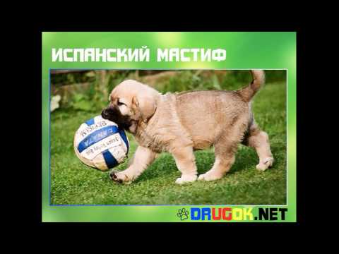 Видео: Испанский мастиф