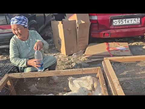 Видео: Сокулук тоок базары