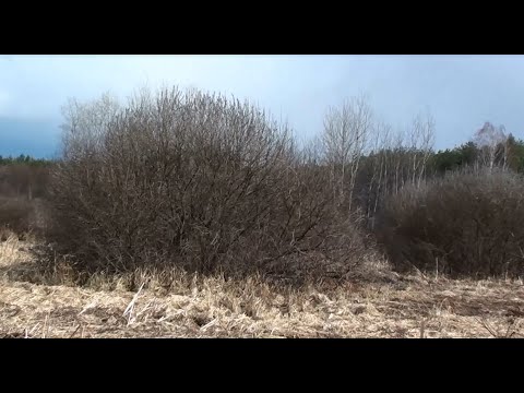 Видео: Разбираемся с ивовыми вместе. Часть 3, ива пепельная (серая) и ракита или ива ломкая.