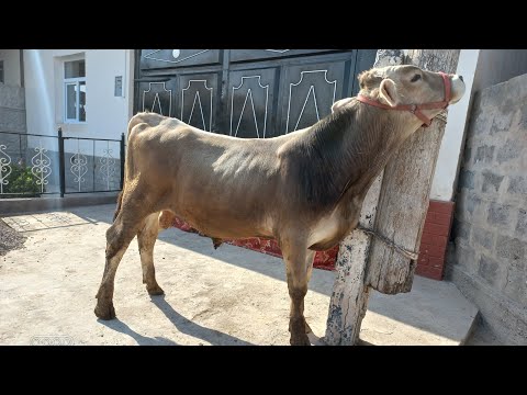 Видео: ЕЛИТА ШВЕДО +79017605737ВАТСАП 915713131.  22 октября 2025 г.