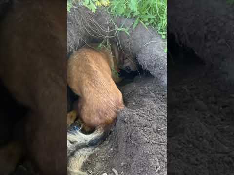 Видео: Ричи спинальник роет себе нору