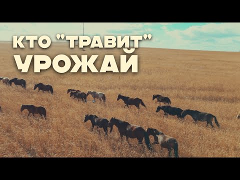 Видео: Как лошади вытаптывают урожай фермеров Зерендинского района Акмолинской области