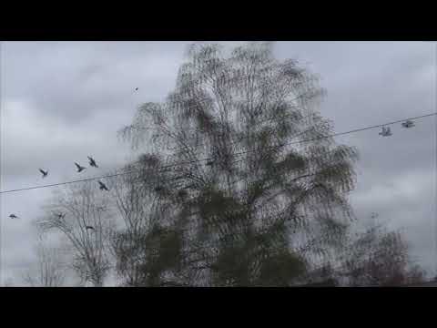 Видео: Енисейская осень