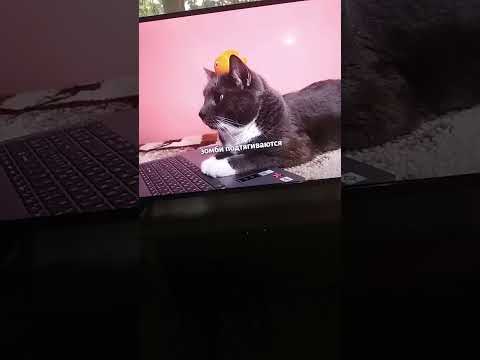 Видео: Ляп в котинет