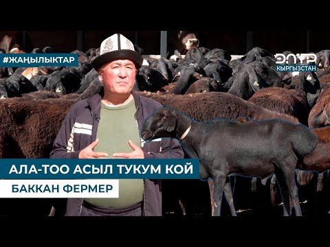 Видео: АЛА-ТОО АСЫЛ ТУКУМ КОЙ БАККАН ФЕРМЕР