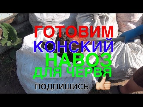 Видео: 🐛088 🐛ГОТОВИМ СВЕЖИЙ КОНСКИЙ НАВОЗ ДЛЯ ДЕНДРОБЕНА ВЕНЕТА