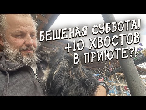 Видео: Спасение животных / Привезли 10 животных за 1 день /  Бешеная суббота