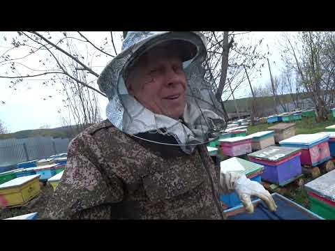 Видео: КАК Я ДЕЛАЮ СТАРТЁР И ВОСПИТАТЕЛЬНЫЕ ПЧЕЛОСЕМЬИ, ДЕЛАЮ ПРИВИВКУ НА МАТОК