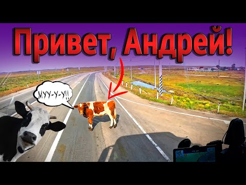 Видео: Чуть душа в пятки не ушла))) $1636