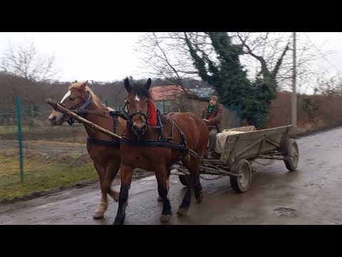 Видео: Найкраща пара кобилів у Світі...