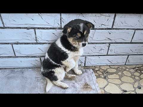 Видео: Не знаю, с каких пор у двери сидит бездомный щенок, дрожа от холода,но всё ещё ждёт разрешения войти