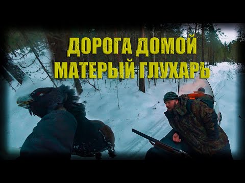Видео: проверка ловушек отъезд домой добыча глухаря