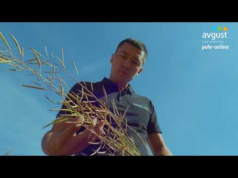 Видео: Десикация посевов рапса от вредителей №4 Pole-Online 2023 #защитарастений #защитаотсорняков