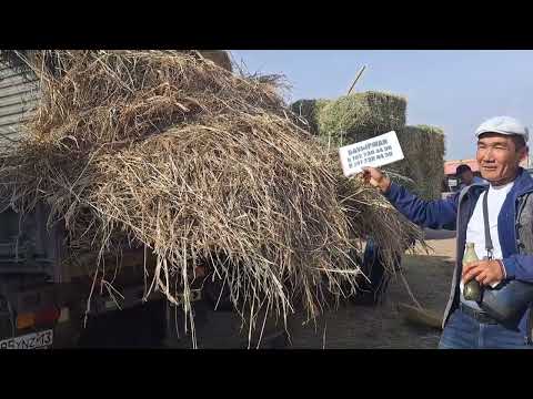 Видео: 29.10.2023.Сарыағаш.Жібек жолы базары.Жоңышқа,қырдың шобі,жантақ,сабан.Мәскеу циркі.Сағат 15.00 де.