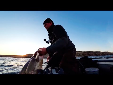 Видео: ГЛУБИНА С ТРЁХЭТАЖНЫЙ  ДОМ! ВОТ ЭТО ДА! НАШЁЛ ЛОГОВО СОМОВ! ОСЕННИЙ ЖОР СОМА НА КВОК