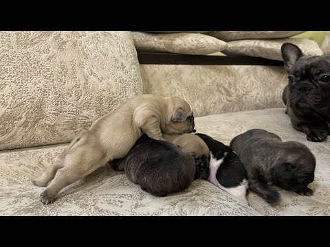 Видео: Знакомство с щеночками Буси