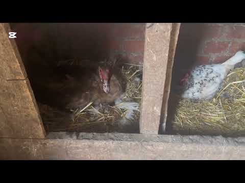 Видео: Утки садятся, цыплята и утята растут, цесарка прячется.
