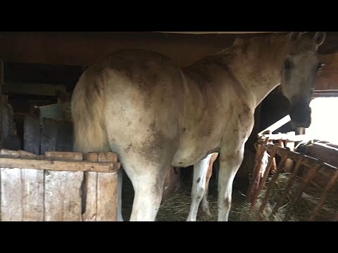 Видео: Лошадь зашла в узкий козовник и не может развернуться. Новости из деревни