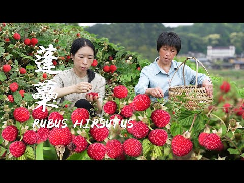 Видео: Здесь много больших, красных и сладких пажитников. Так приятно есть все, что хочешь.