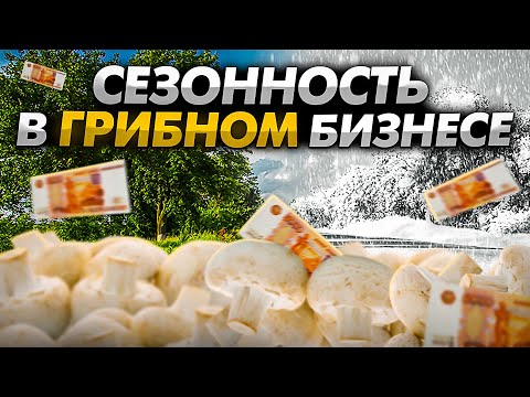 Видео: ПОЧЕМУ ШАМПИНЬОНЫ Сезонный бизнес. КОГДА Выращивать шампиньоны ВЫГОДНО? Сезонный бизнес.